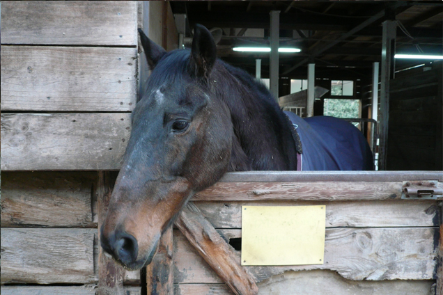 優しい表情の馬