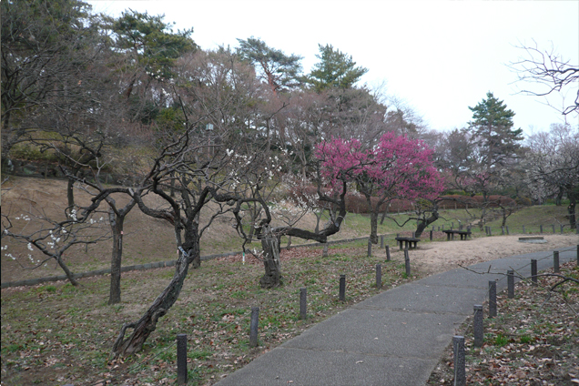 大倉山公園梅林