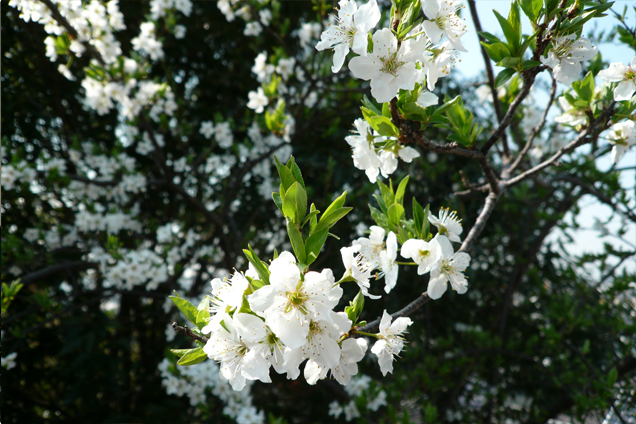 プラムの花