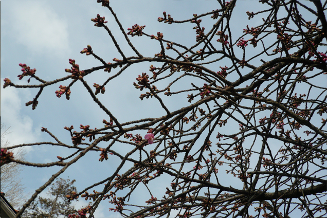 緋寒桜①