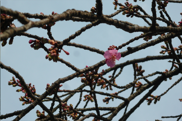 緋寒桜