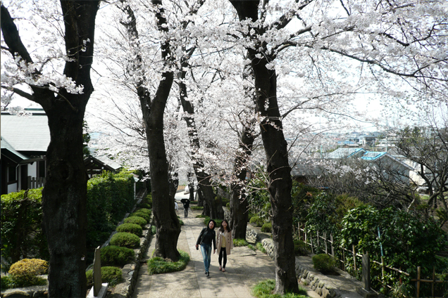 参道の桜