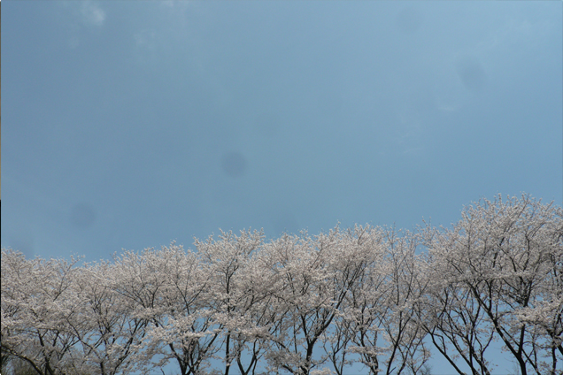 桜並木