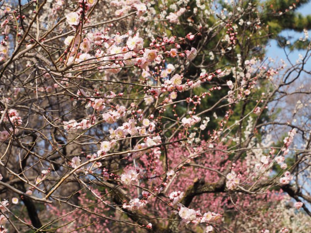 小学校