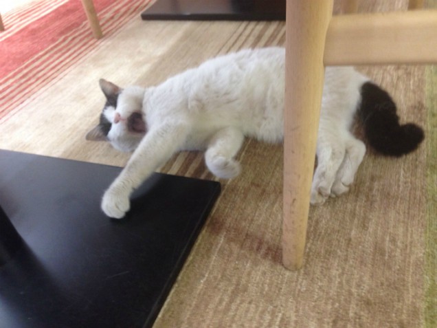 チビとじゅうたん