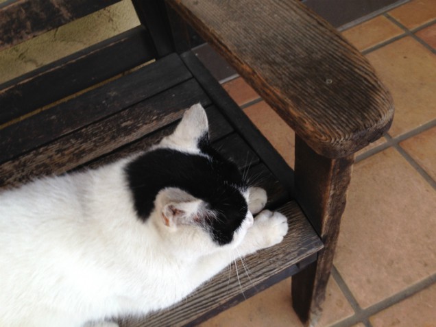 爪とぎ　猫