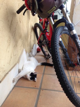 自転車と猫