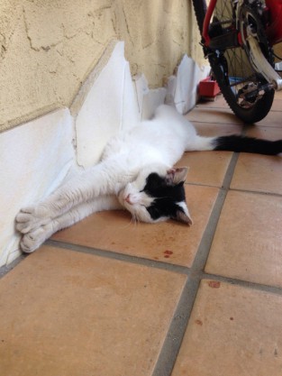 伸びる猫