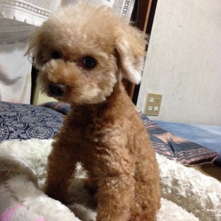 目つき　可愛い