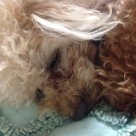 癒し　犬