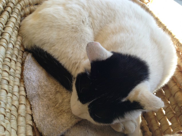猫　頭　模様