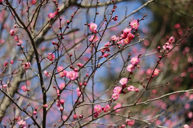 梅の花