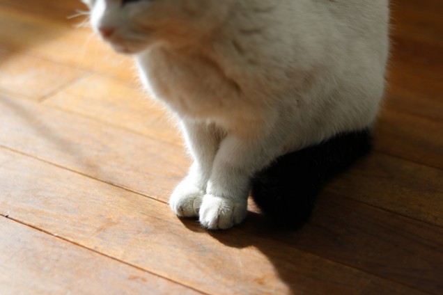 ねこ　足