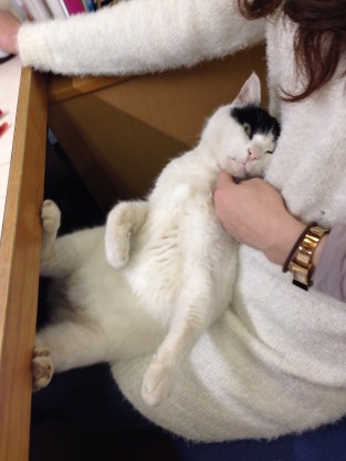 リラックス　猫