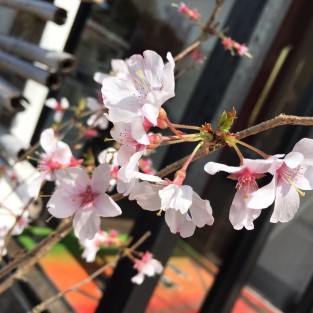 あき桜