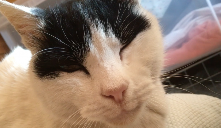 tibi