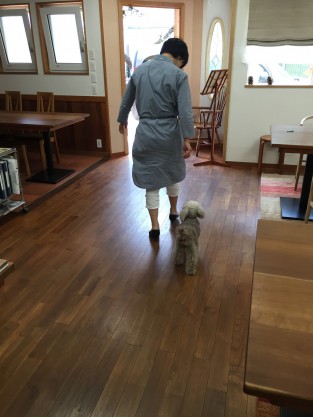 くっついて歩く犬