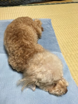 ふて寝
