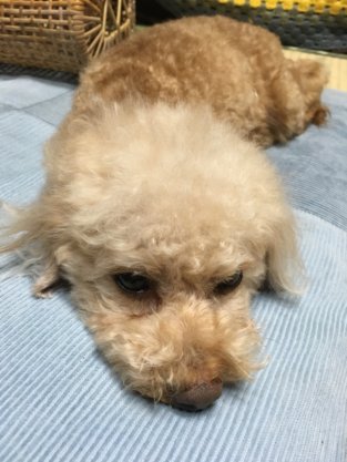 いもむし