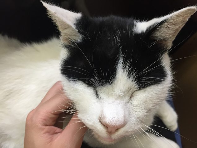 可愛い猫