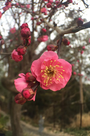 紅梅　８分咲