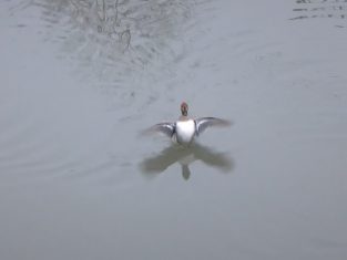 oshidori-in-ondagawa-river-machida-takasebashi-2