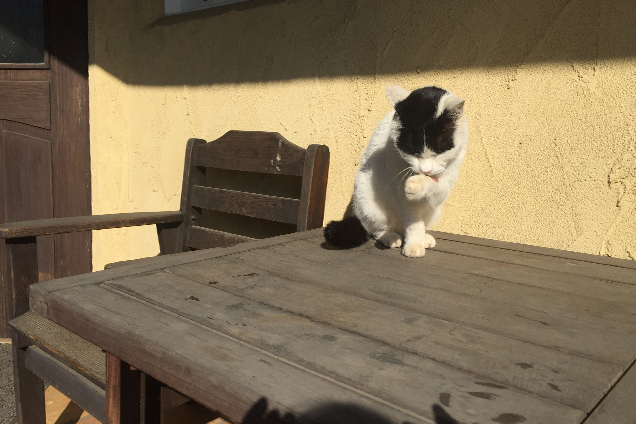 猫
