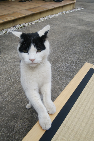 おねだり
