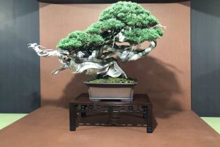 PINE